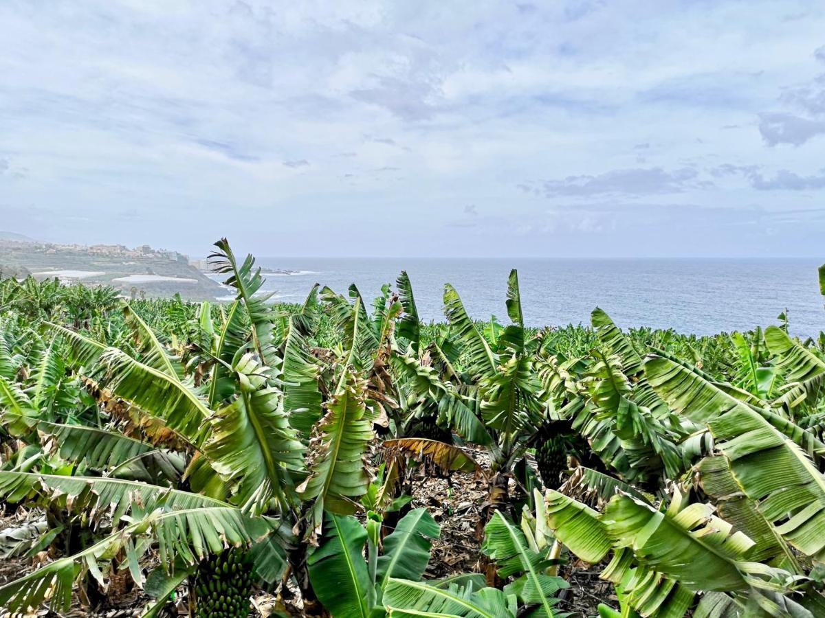 Banana Paradise La Orotava Dış mekan fotoğraf